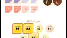 Ο χάρτης θρεπτικών ουσιών: Χαράσσοντας μια πορεία για τη βέλτιστη υγεία