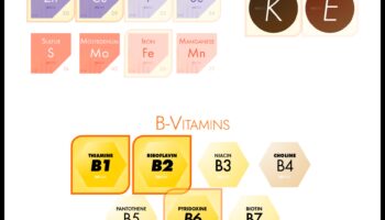 Ο χάρτης θρεπτικών ουσιών: Χαράσσοντας μια πορεία για τη βέλτιστη υγεία