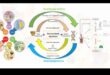 Mapping Health: A Journey into the World of Nutrigenomics